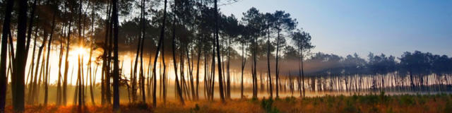 Foret des Landes