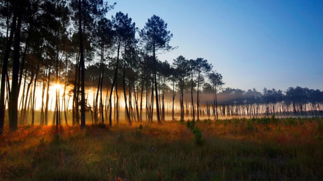 Foret des Landes