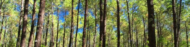 Forêt landaise | Côte Landes Nature