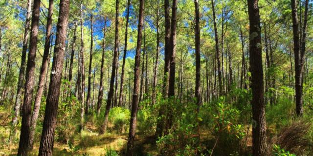 Forêt landaise | Côte Landes Nature