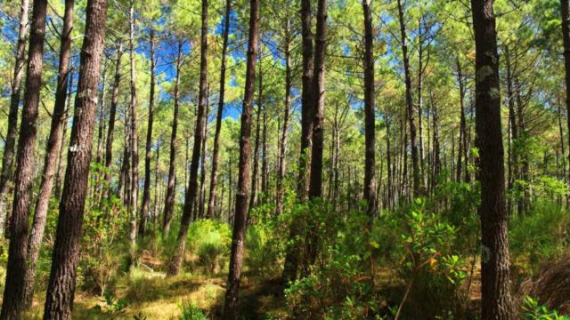 Forêt landaise | Côte Landes Nature