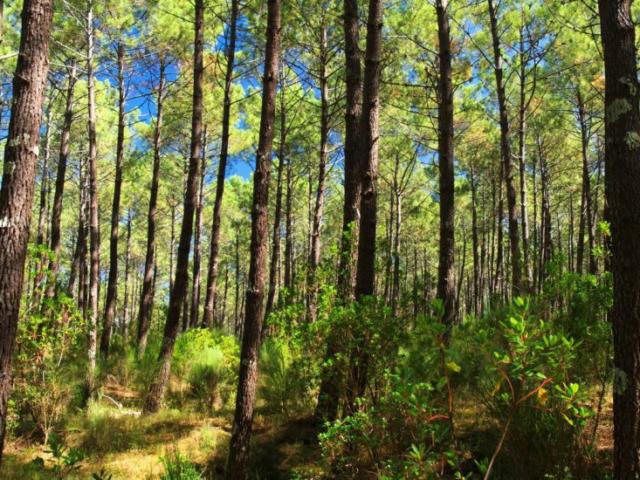 Forêt landaise | Côte Landes Nature