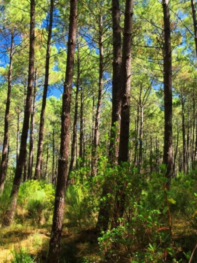 Forêt landaise | Côte Landes Nature