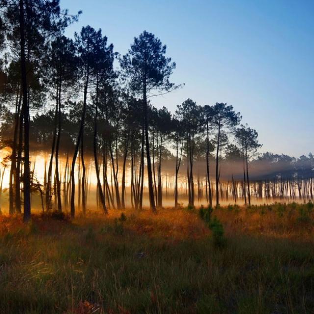 Foret des Landes