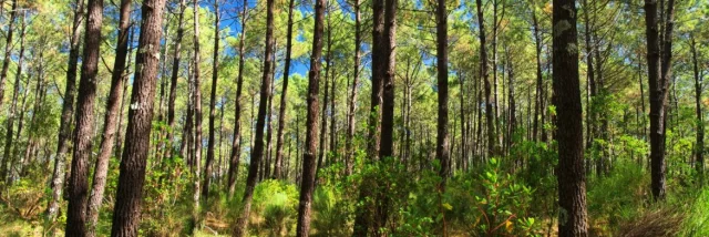 Forêt landaise | Côte Landes Nature