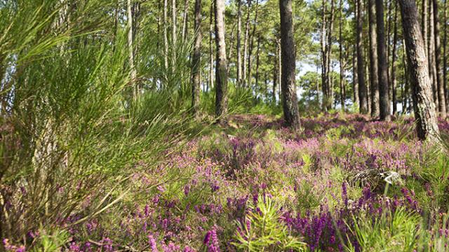 Forêt aux abords du Cap de l'Homy à Lit et Mixe | Côte Landes Nature