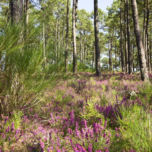 Forêt aux abords du Cap de l'Homy à Lit et Mixe | Côte Landes Nature