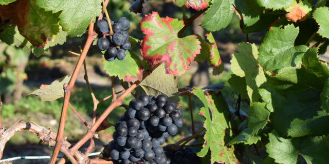 Vendanges chez Desbieys | Côte Landes Nature