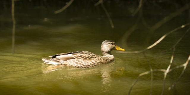 Faune sauvage dans la réserve naturelle du courant d'Huchet