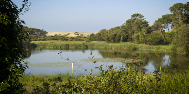 À voir à Léon : le Marais de la Pipe dans la réserve naturelle du Courant d'Huchet