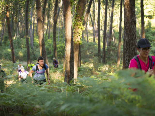 Trail dans la forêt à Saint Girons