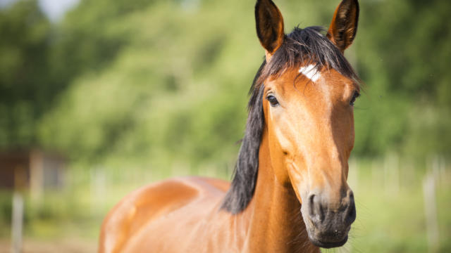 Balade à cheval | Côte Landes Nature