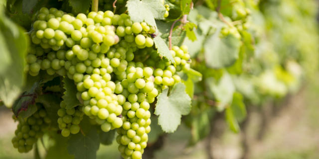 Vendanges chez Desbieys | Côte Landes Nature