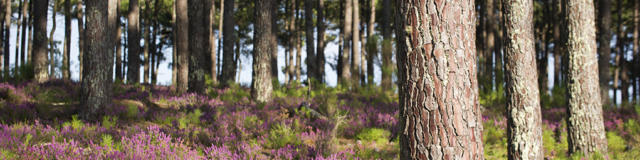 Forêt aux abords du Cap de l'Homy à Lit et Mixe | Côte Landes Nature