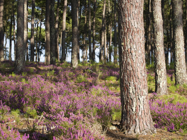 Forêt aux abords du Cap de l'Homy à Lit et Mixe | Côte Landes Nature