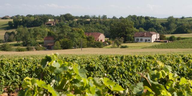 Landes D'armagnac Labastide D'armagnac Vignoble