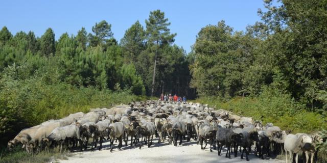 Transhumance 2018 à Saint Justin