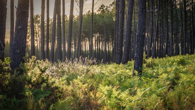 Forêt de pins dans les Landes