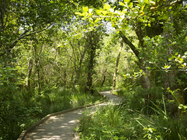 Sentier d'interprétation du Courant d'Huchet à Léon