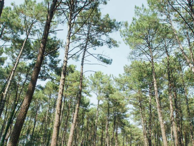 Piste cyclable dans la forêt landaise