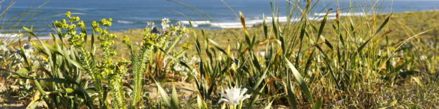 Saint Giron Plage en Côte Landes Nature