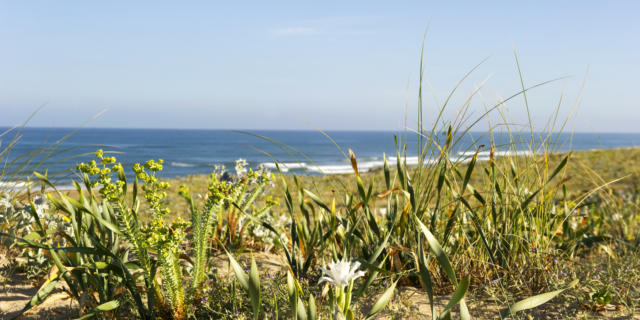 Saint Girons Plage en Côte Landes Nature