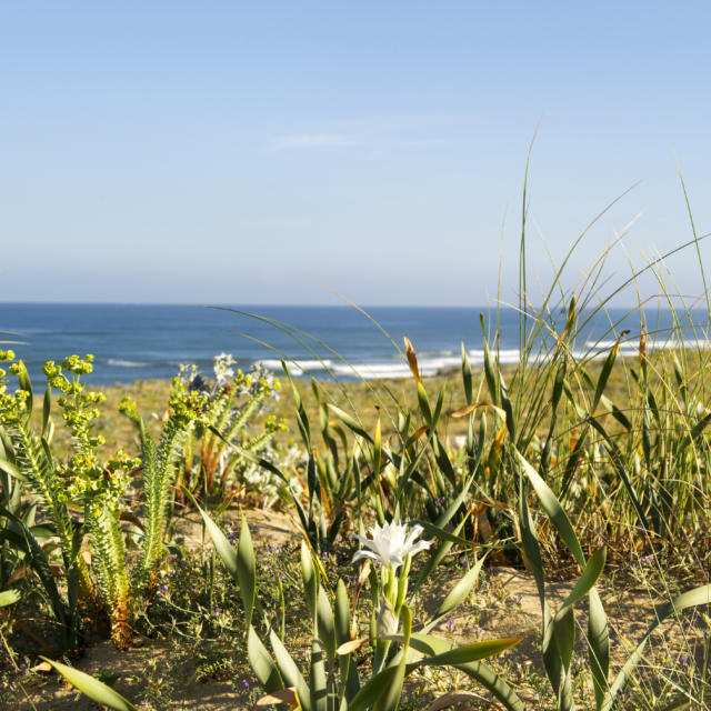 Saint Giron Plage en Côte Landes Nature