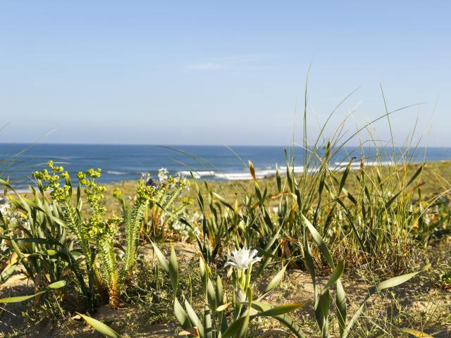 Saint Girons Plage en Côte Landes Nature