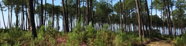 Forêt Landaise | Côte Landes Nature Tourisme