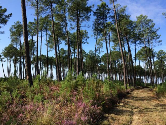 Forêt Landaise | Côte Landes Nature Tourisme