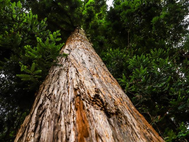 Castets Arbre Remarquable Sequoia @lesley Williamson