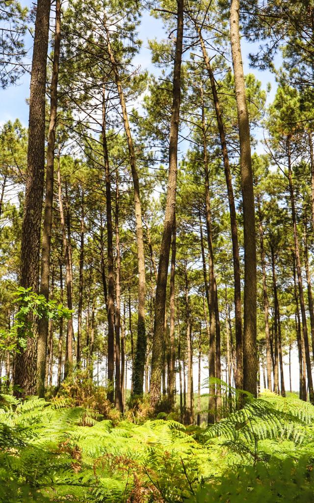 Forêt des Landes | Côte Landes Nature