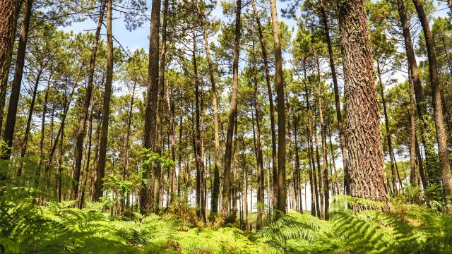 Forêt des Landes | Côte Landes Nature