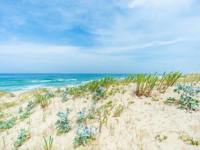 Plage en Côte Landes Nature