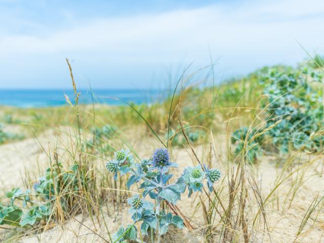 Plage Cln@laura Mearini (3)