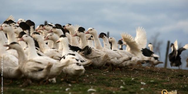 Canard Fermier Landais