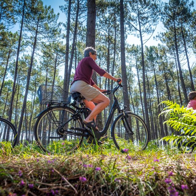 Balade à vélo en forêt | Côte Landes Nature Tourisme