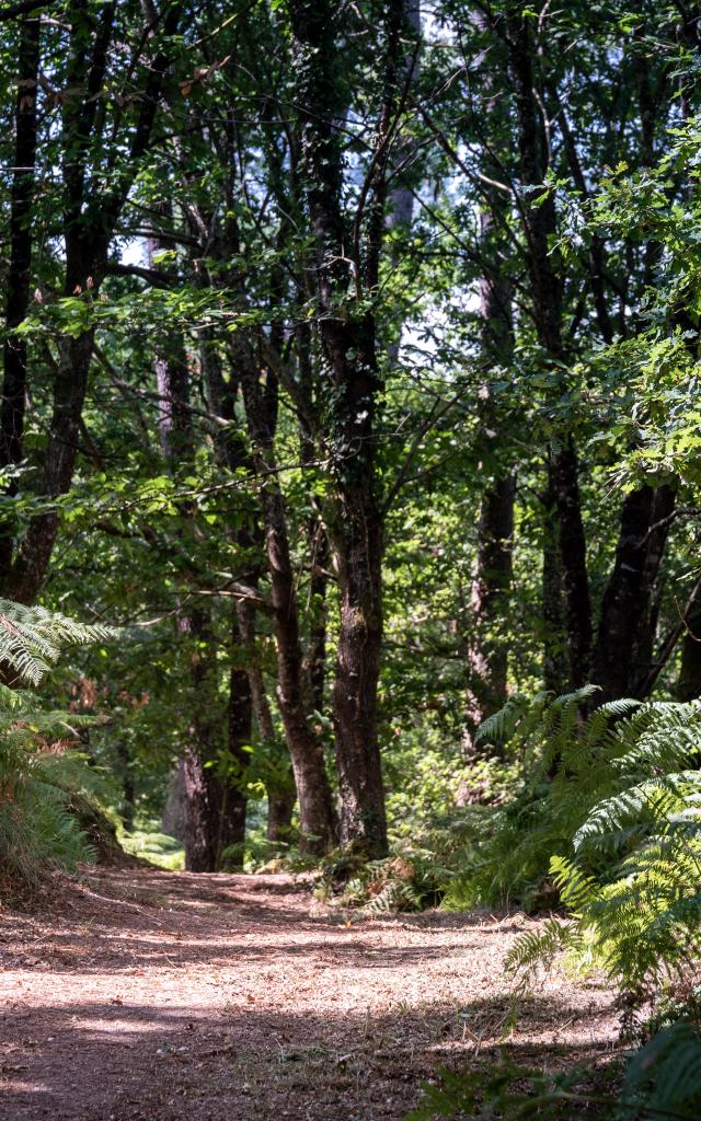 Les chemins forestiers | Côte Landes Nature