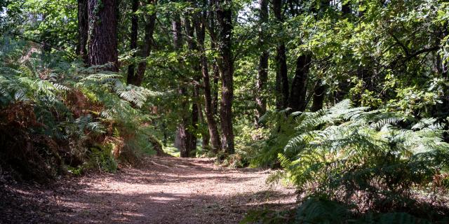 Les chemins forestiers | Côte Landes Nature