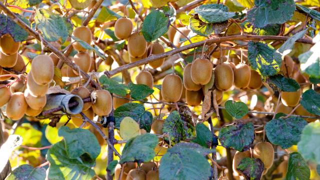 Arbre à kiwis de l'Adour | Qualité Landes