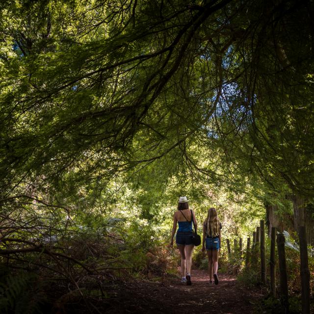 Balade en forêt près du Courant d'Huchet