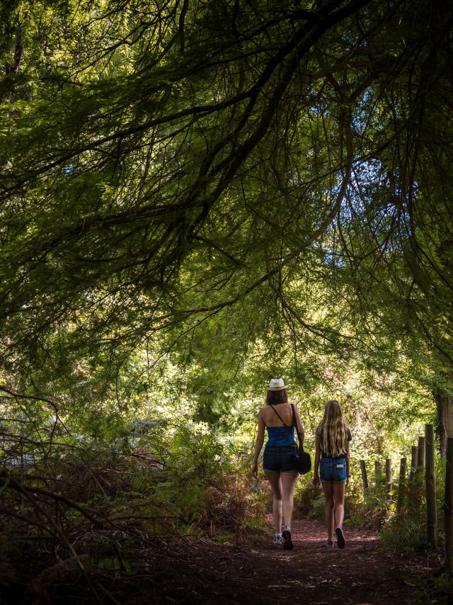 Balade en forêt près du Courant d'Huchet