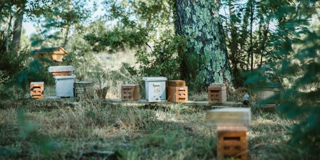 Jeremy Barbasse et ses abeilles noires des Landes