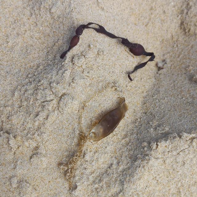 Laisse de mer en Côte Landes Nature