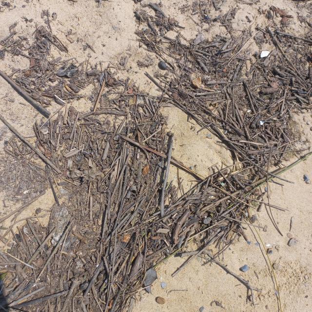 Laisse de mer en Côte Landes Nature